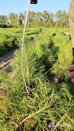 Сеянцы сосны окс оптом