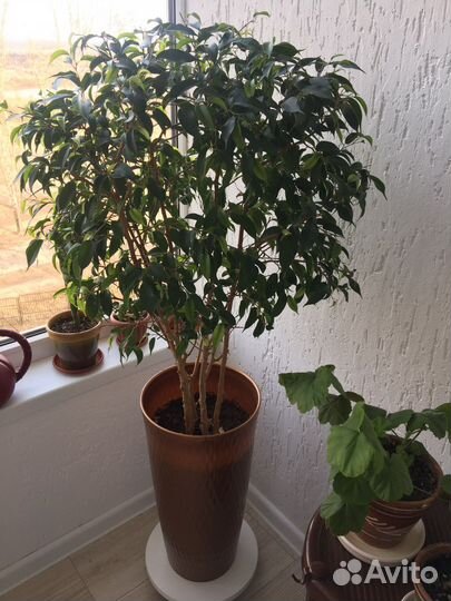 Фикус бенджамина