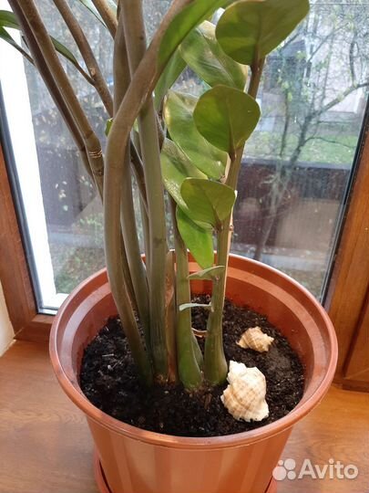 Замиокулькас