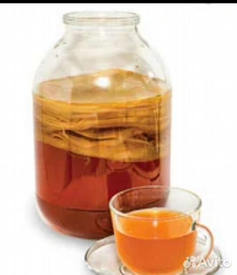 Чайный гриб-медуза