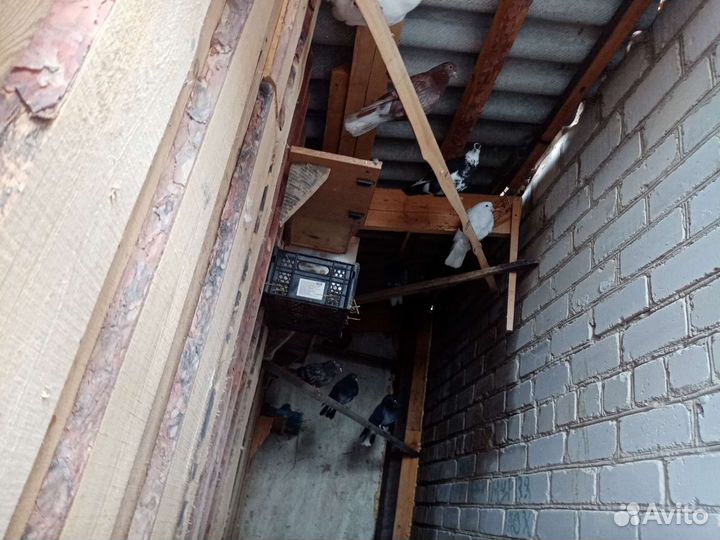 Голуби бабочки николаевские высоко летные