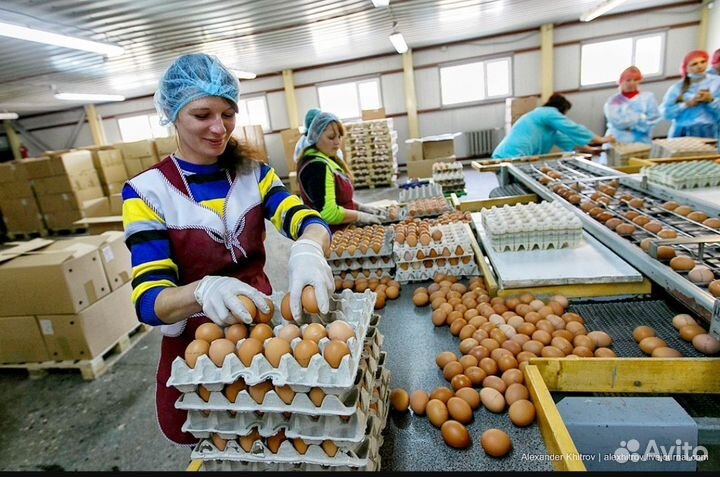 Разнорабочие на птицефабрику