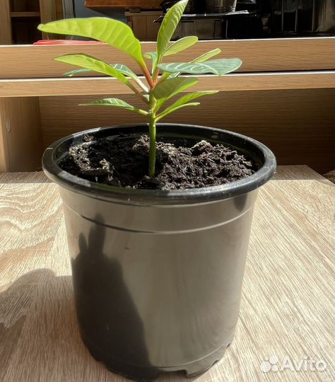 Молочай беложильчатый