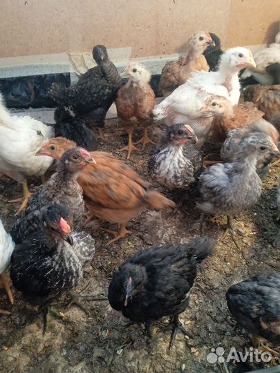 Цыплята несушки подрощенные