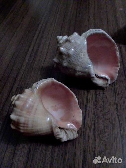 Морские ракушки