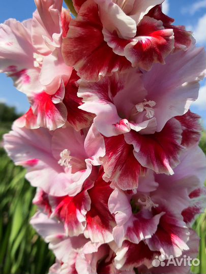 Гладиолусы букеты, срезка