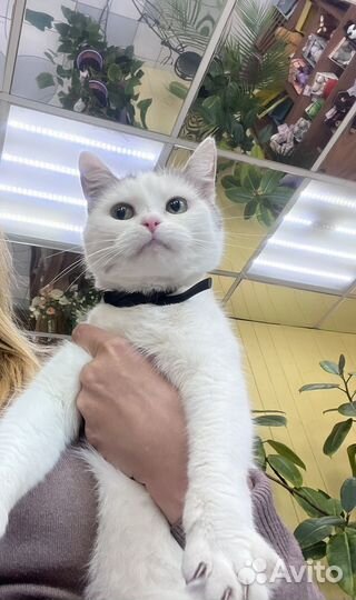 Молодая кошка бесплатно