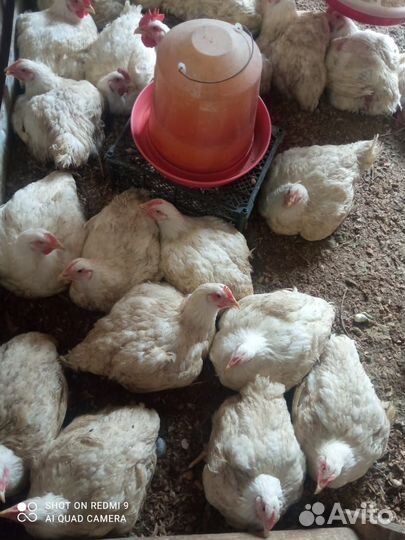 Продукты питания