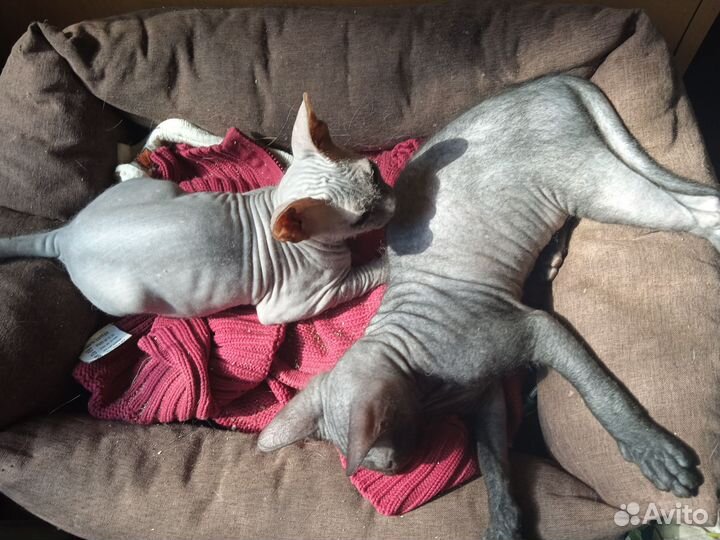 Котики донские