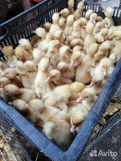 Утята Гусята