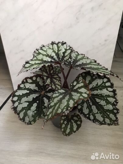 Бегония Flash Dance