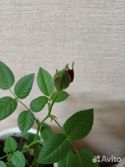 Комнатное растение Роза