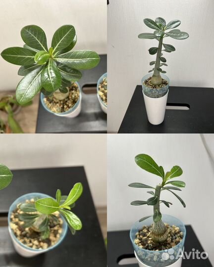 Адениум эпипремнум сциндапсус