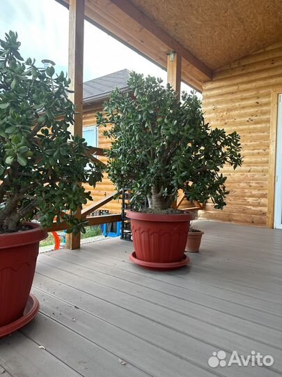 Денежное дерево толстянка крассула