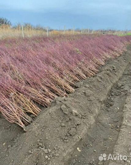 Плодовые деревья