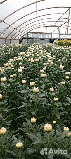 Хризантема