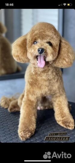 Вязка. Той пудель