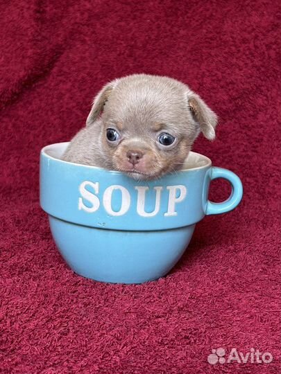 Девочка лиловый триколор