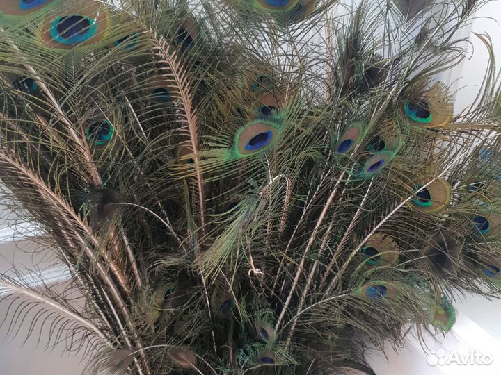 Перо павлина