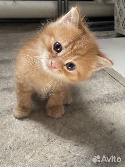 Рыжий котенок мальчик
