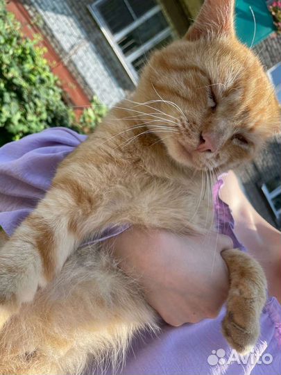 Котик в добрые руки