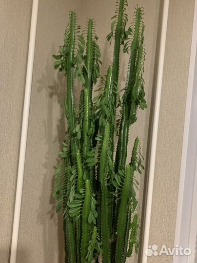 Кактус молочай