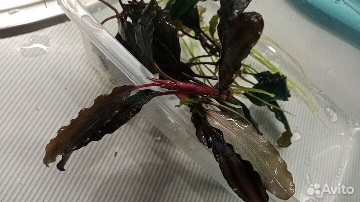 Растения для аквариума