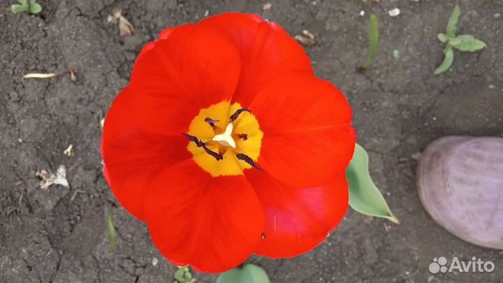 Луковицы тюльпанов