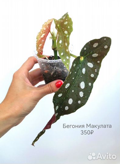 Бегония Макулата (Крылышки)