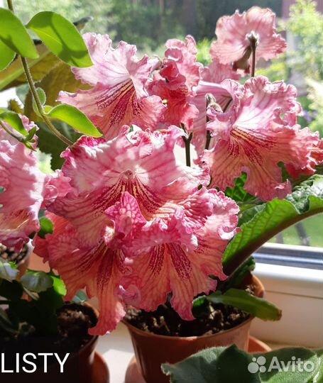 Стрептокарпусы сортовые