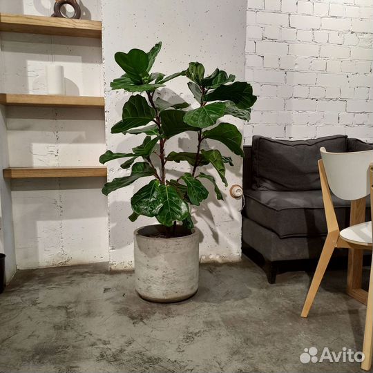 Горшки, Вазоны, Кашпо под заказ из бетона