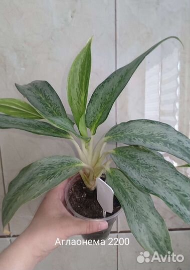 Аглаонема цена на фото