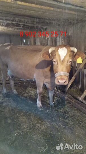 Корова стельная дойная