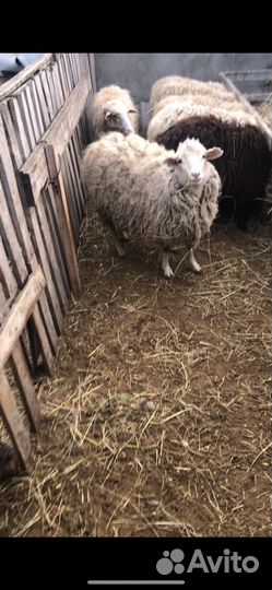 Овцы бараны