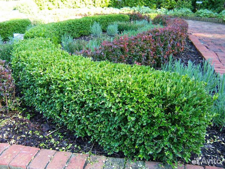 Саженцы. Самшит