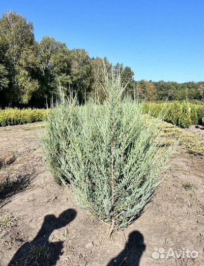 Можжевельник Блю Эрроу из питомника с доставкой