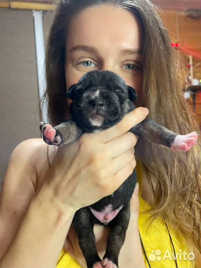 Щенок Мишка 3,5 мес