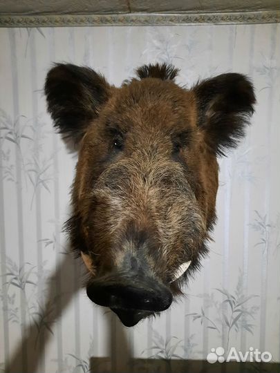 Чучело головы кабана