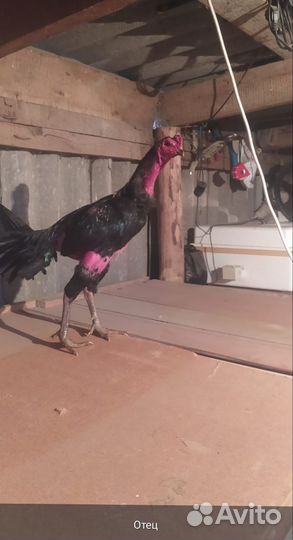 Продам бойцовых петухов
