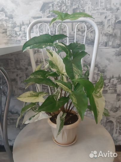 Сингониум imperial white