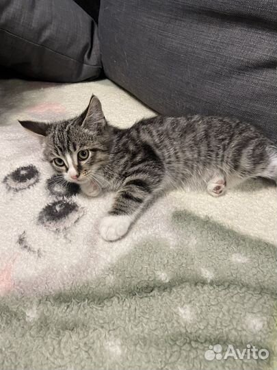Котёнок
