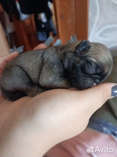 Щенки мопса
