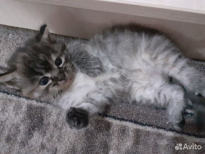 Отдам в добрые руки