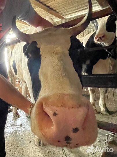 Фермерское молоко оптом