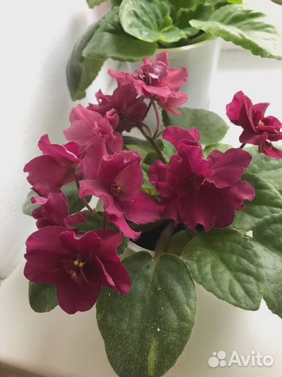 Фиалки, листики и детки