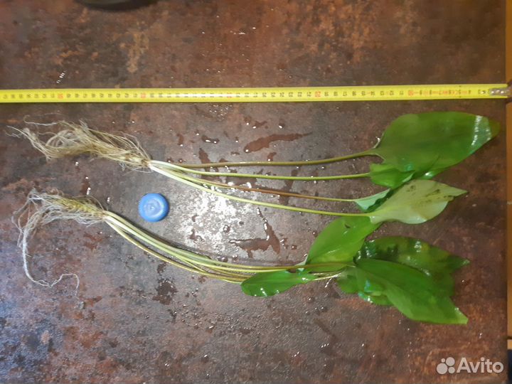 Криптокорины, папоротники - растения для аквариума