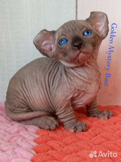 Двельф Сфинкс, Двэльф