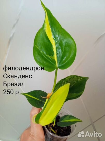 Красивые комнатные растения. Часть 2