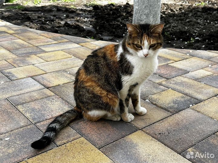 Тротуарная плитка, брусчатка, доставка