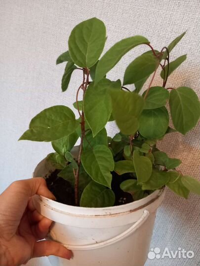 Лимонник китайский саженцы